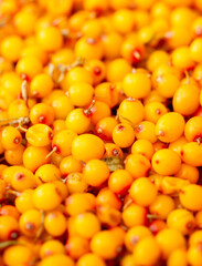 Sea buckthorn berries. Fresh ripe sea buckthorn as a background, top view. Juicy ripe yellow berries in a heap. Sea buckthorn texture close-up. Sour berry with vitamins for tea and marinades.