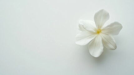Naklejka premium Delicate jasmine flower on minimalistic white background showcasing natural beauty and elegance in floral design.