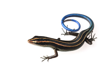 Blue tail skink (Cryptoblepharus egeriae) closeup on isolated background, Blue tail skink closeup