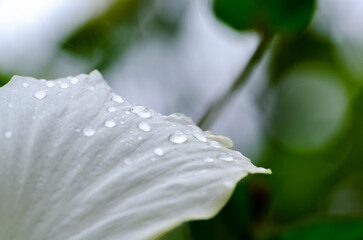 Close up of White hibiscus flower taken after rainy day