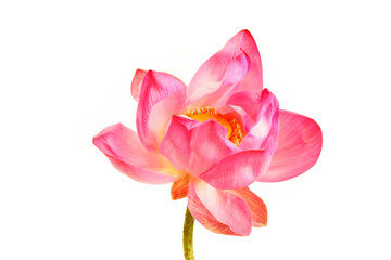 Beautiful Pink Lotus Flower Isolated on White Background