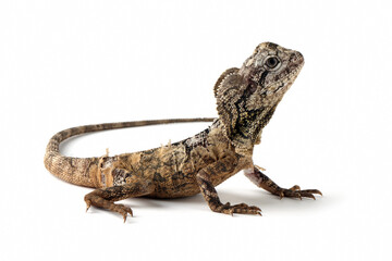 Chlamydosaurus kingii lizard on isolated background, Baby Chlamydosaurus kingii lizard closeup