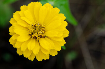 Close up of yellow Portulaca flowers taken after rainy day with customizable space for text or message