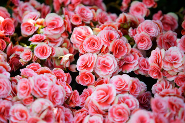 Lush Pink Begonia Flowers Blooming in a Vibrant Garden Display