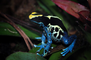 Dendrobates tinctorius cobalt on leaves, Poison dartfrog Dendrobates tinctorius cobalt looks for small insects to eat