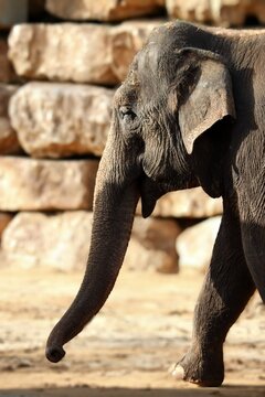 Flexible Animal Images – Browse 10,964 Stock Photos, Vectors, and ...