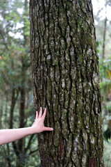 Hand touching textured tree bark, green moss, forest background, vertical composition.