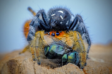 Jumping spider with prey
