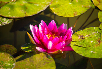 Lotus pond. Water lily close up. Sacred lotus flower in Buddhism. Calmness and tranquility. Spa...