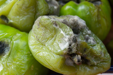 Close-up of moldy and rotten green peppers