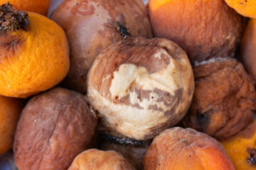 Closeup of moldy and rotten apricots