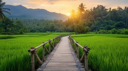 Obraz premium Serene Pathway Through Lush Green Rice Fields