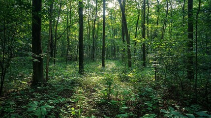 Obraz premium Serene Forest Path Surrounded by Lush Green Trees and Foliage