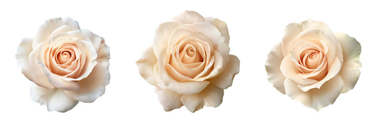 White beige roses PNG set isolated on transparent background. Clipart template for collages, cards and posters, spring style, romance, congratulations valentine's day, love style
