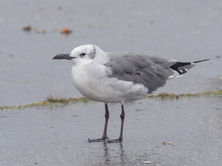 An adult Laughing Gull molting into basic, non-breeding plumage