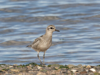 A Black-bellied Plover in basic, non-breeding plumage standing on the tideline with water in the background