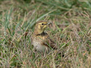 An american Horned Lark perched on the ground amongst grass