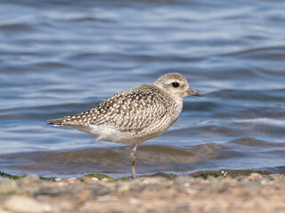 A Black-bellied Plover in basic, non-breeding plumage standing on the tideline with water in the background