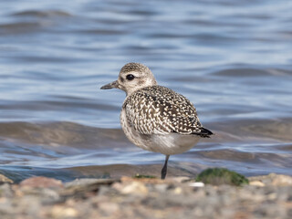 A Black-bellied Plover in basic, non-breeding plumage standing on the tideline with water in the background