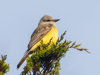 A bright Western Kingbird perched high up on the tip of a cedar tree