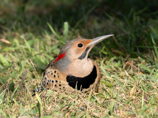 Close up, head on shot of a male Northern Flicker feeding on the ground amongst grass