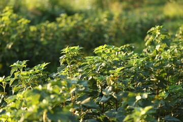 Green currant bushes growing outdoors on sunny day