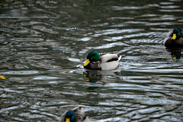 Obraz premium Stockente (Anas platyrhynchos) im Winter auf dem Wasser