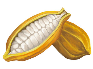 手描きのカカオ豆