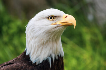 Close-Up Portrait of a Majestic Bald Eagle with Intense Gaze and Vibrant Feathers