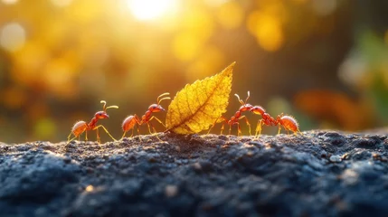 Fleecedeken met foto Four red ants cooperatively carry a large autumn leaf at sunset. © Erisna Yolanda