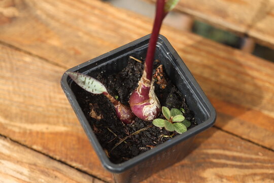 Ledebouria socialis violacea