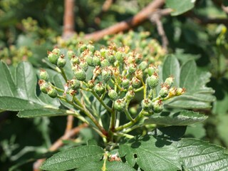 Oakleaf Mountain Ash tree fruits, Colorado