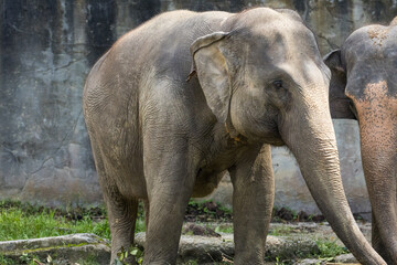 Fototapeta premium Asian Elephant Portraits in Taiping Zoo