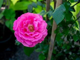 Fototapeta premium Vibrant Pink Rose Blossom in Full Bloom