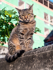 Tabby Cat Sitting on The Old Cement Wall