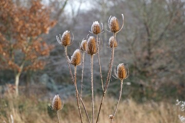 Frost-coated teasel heads and stems. 