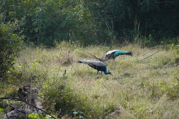 Animals at the Deep Forest 