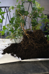 photo Understanding Plant Root Systems: Insights Into Soil Health and Proper Care Techniques for Thriving Indoor and Outdoor Gardening Environments