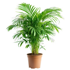 Green Areca Nut Ornamental Plant on isolated background