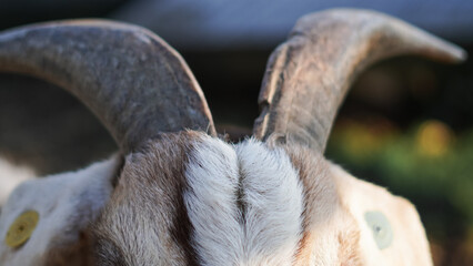 Horns of a goat up close, with soft light emphasizing their rugged details.