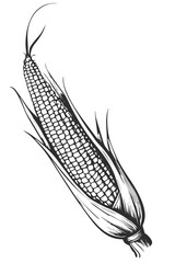 Hand drawn corn cob. Black and white vector illustration.