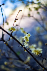鎌倉2501　妙本寺13　蠟梅