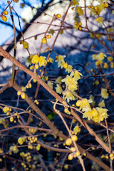 鎌倉2501　妙本寺12　蠟梅