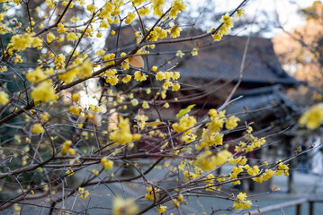 鎌倉2501　妙本寺5　蠟梅