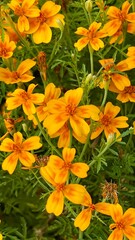 Close-up photo of African marigold flowers with a vibrant floral pattern, featuring small yellow blooms against lush green leaves. Perfect for nature, garden, or floral design themes. Vertical