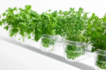 Fototapeta premium Fresh herbs growing in clear jars, perfect for adding flavor to dishes.