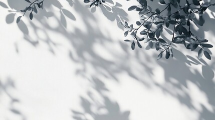 Leaves and shadows on a white wall.