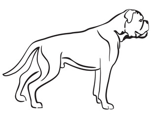 Boxer Dog Standing Side View Isolated Vector Line Art