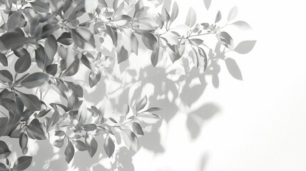 Monochrome foliage shadows on white background.