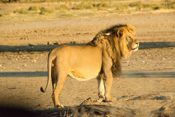 African lion with a thick mane waits in the bush illuminated by the setting sun